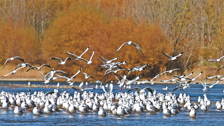 པར་རིས་གསར་འགྱུར།