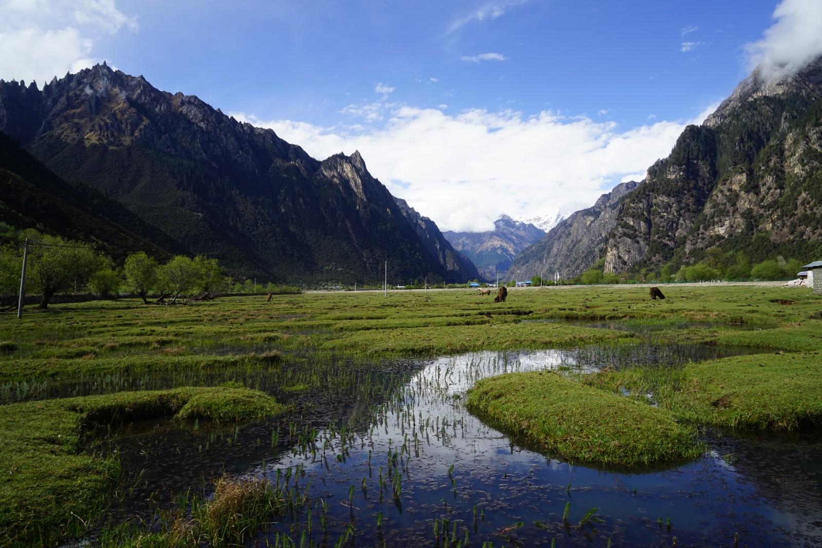 青藏高原环境保护实践与生态工程建设成效显著