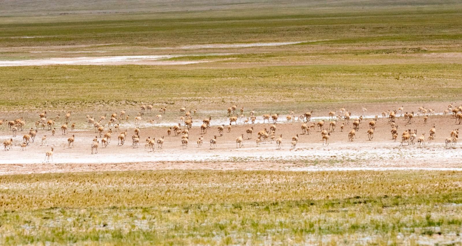 羌塘无人区里生命不息的藏羚羊