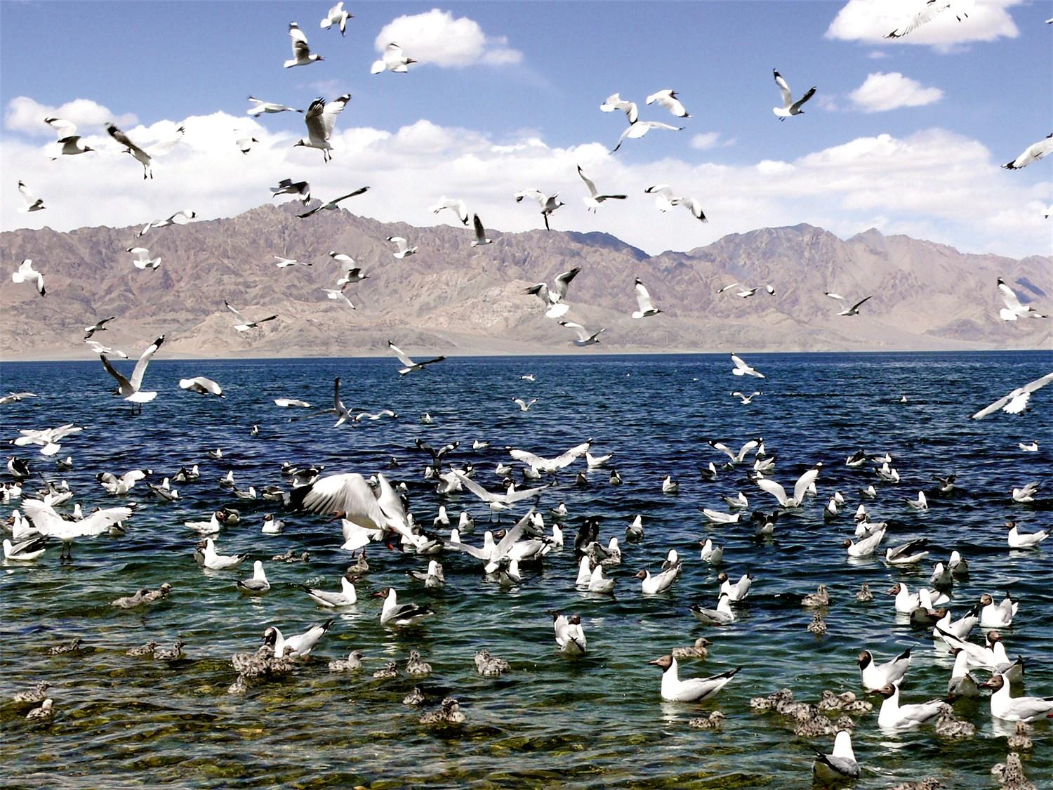 西藏高原湖河治理成效显著