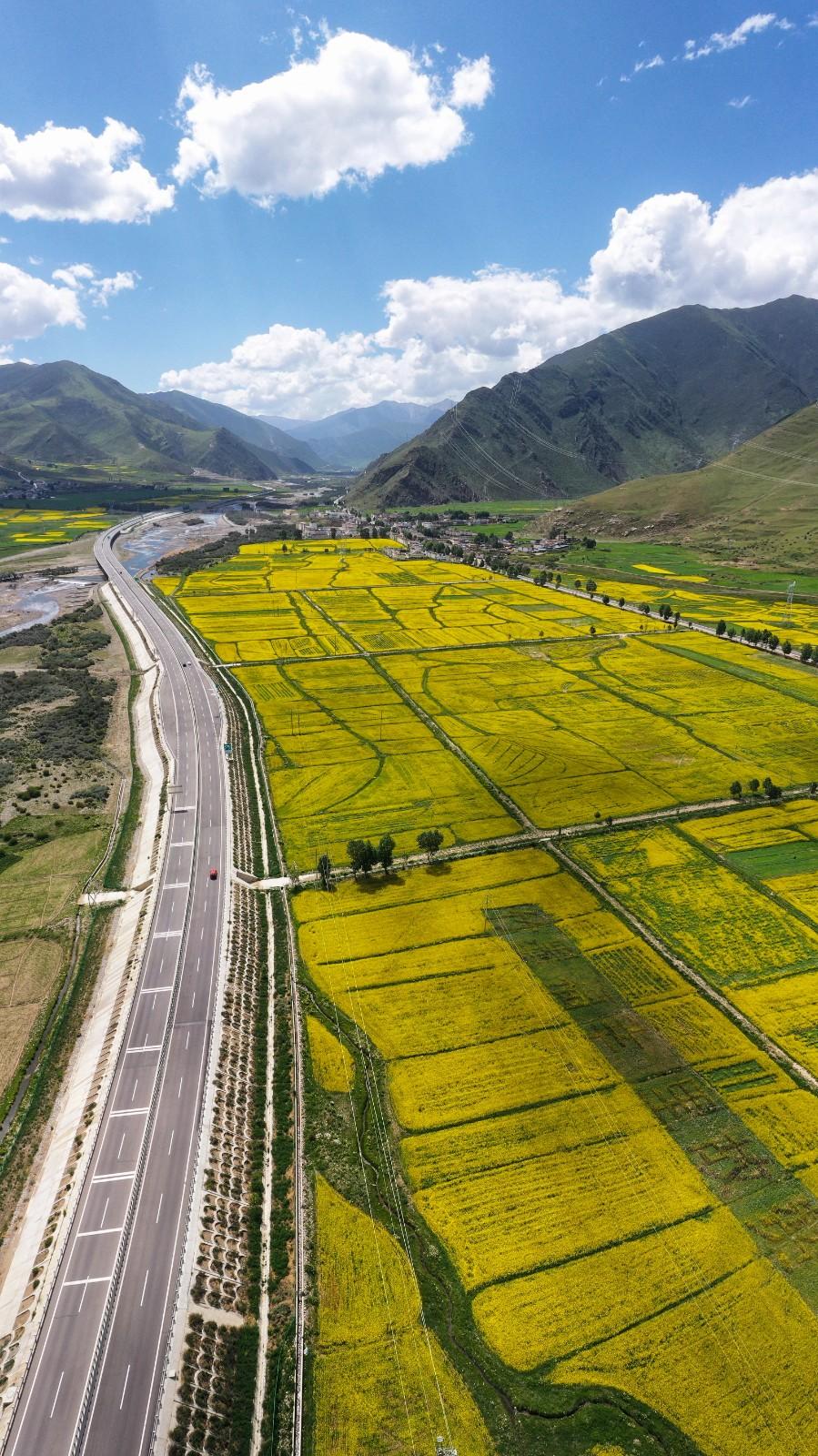 夏日万亩油菜花田美如画卷