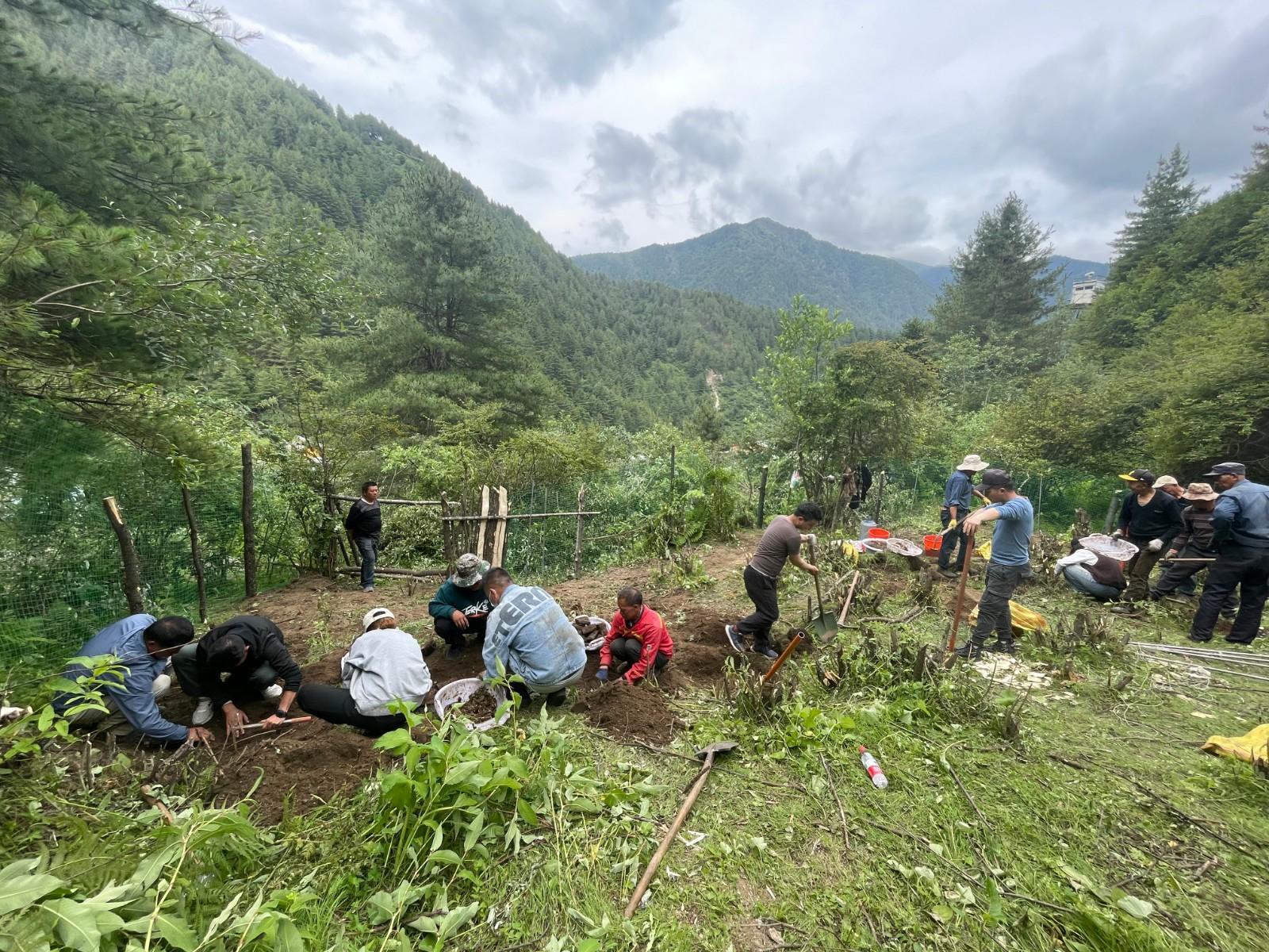 试种天麻 拓富路