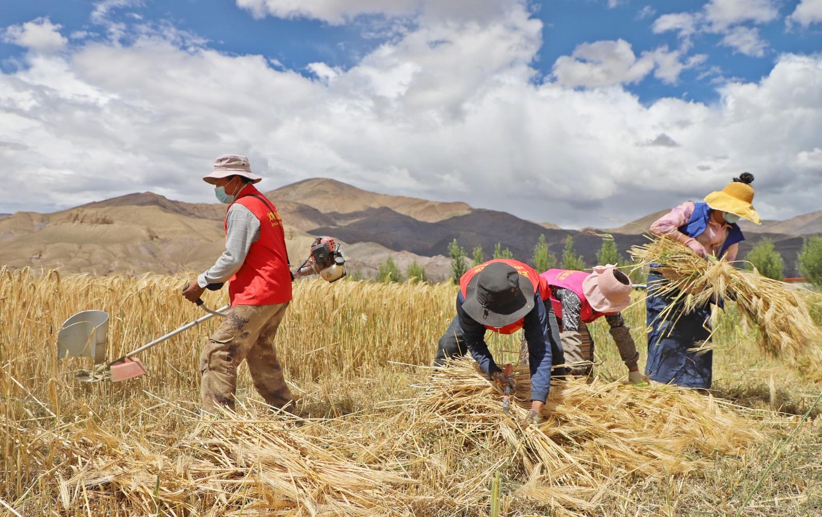 防疫生产两不误 志愿服务助秋收