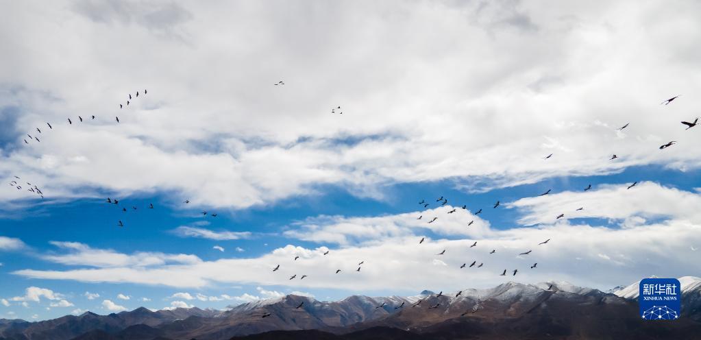 拉萨林周:黑颈鹤越冬