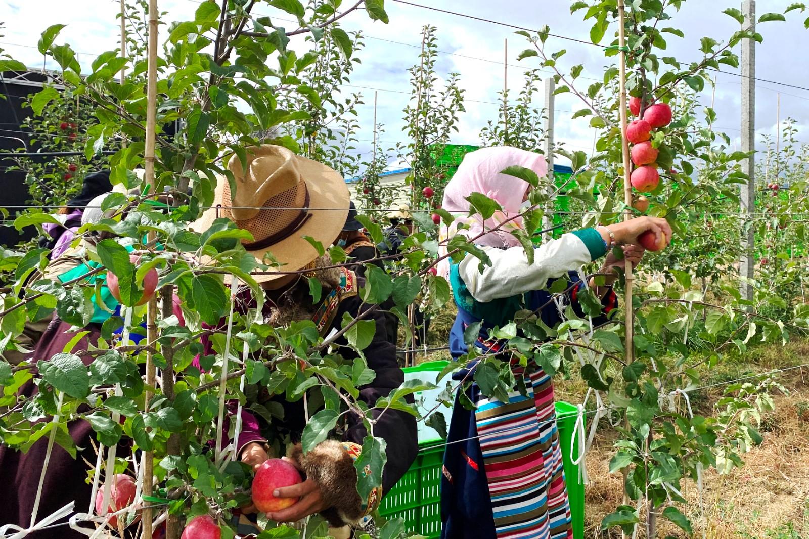 硕果累累催人进