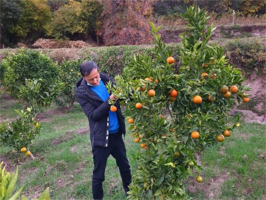 “金果”成熟挂满枝