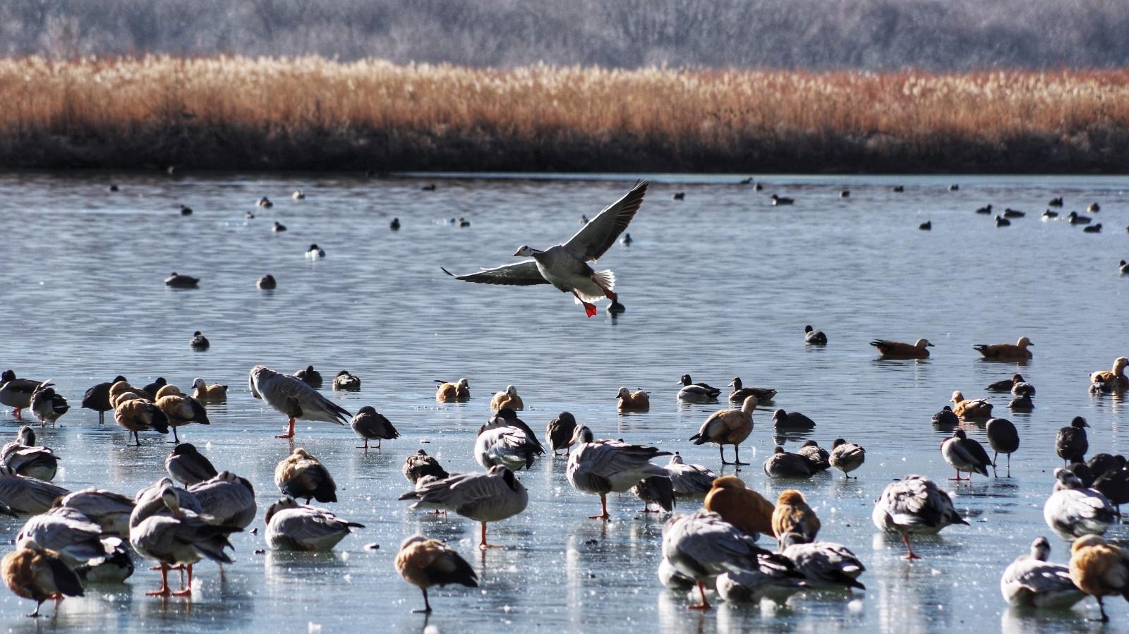 拉萨拉鲁湿地出现百鸟迎春美丽画卷