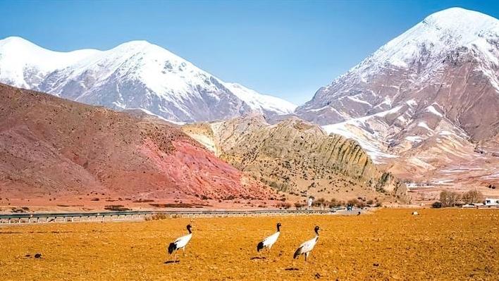 雪落群山壮美 鸟舞河谷翩跹