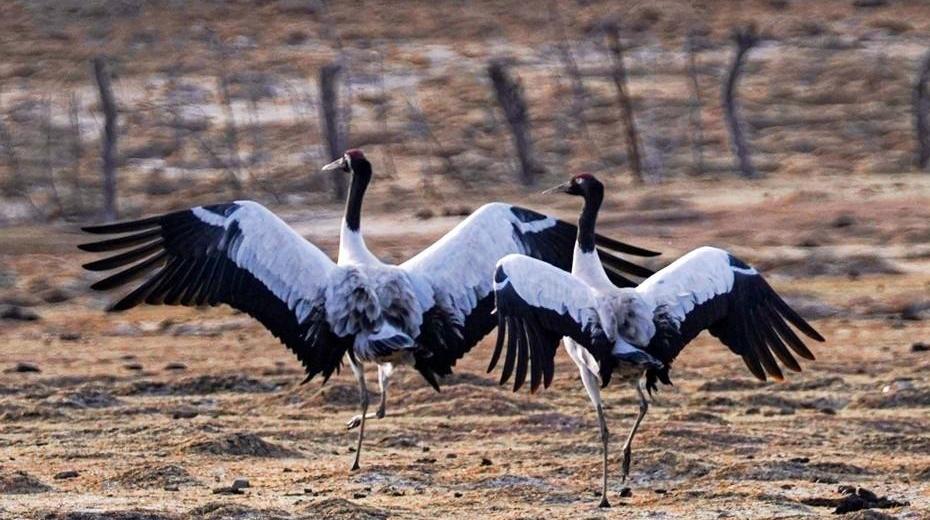 再见啦  “冲冲”