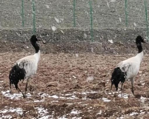 比如县茶曲乡出现“黑精灵”