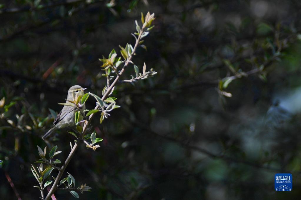 山南勒布沟：鸟的乐园