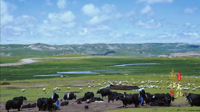 大美西藏•邀你来拍︱草原印象 魅力聂荣