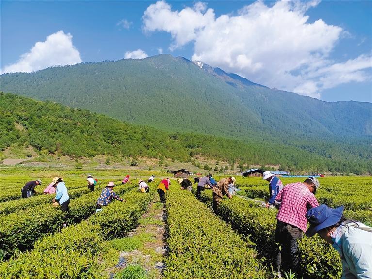 西藏茶产业面积达5万余亩