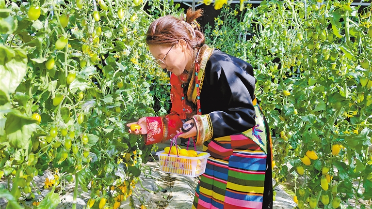 康马县体验采摘节：雪山下，瓜果蔬菜喜丰收