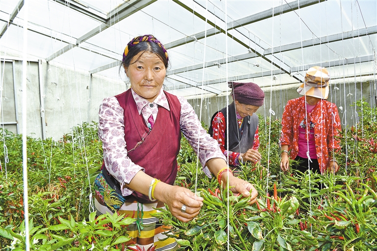 隆子县打造蔬果产业园区