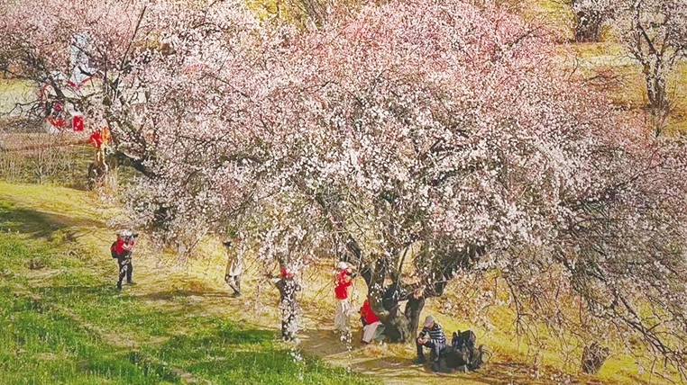 在那桃花盛开的地方 让群众走上致富路<br>