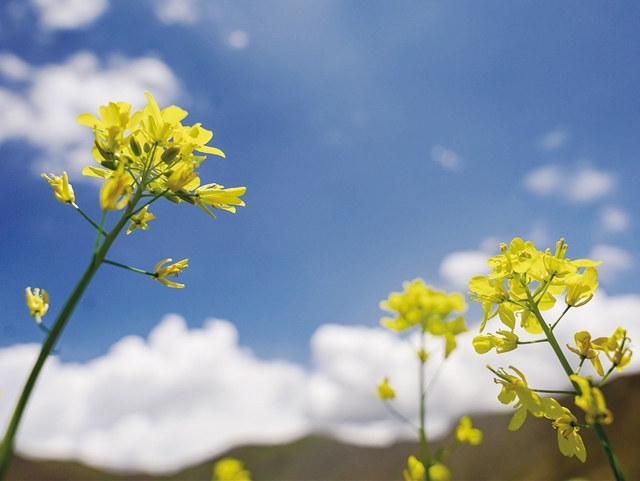 西藏自治区各地迎来了金黄色油菜花盛开的季节