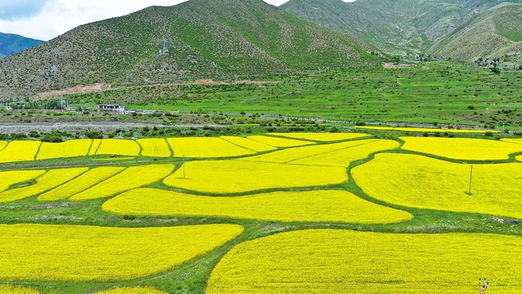 拉萨市墨竹工卡县：乡村油菜花开 田园风景如画