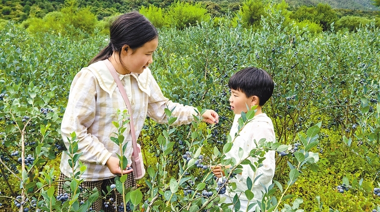 绘“莓”好蓝图 小小致富果