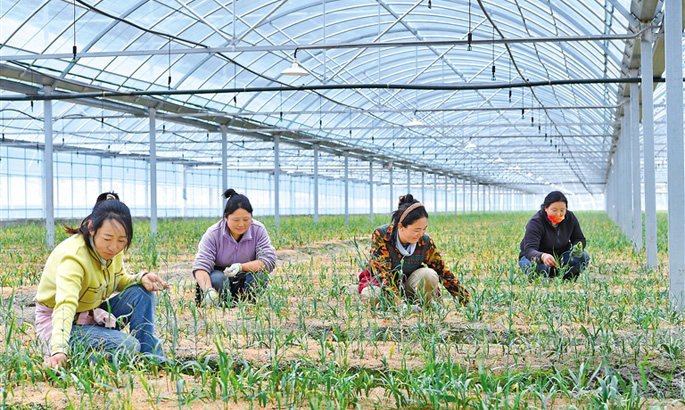 米林市贝母种植成为增收“良方”