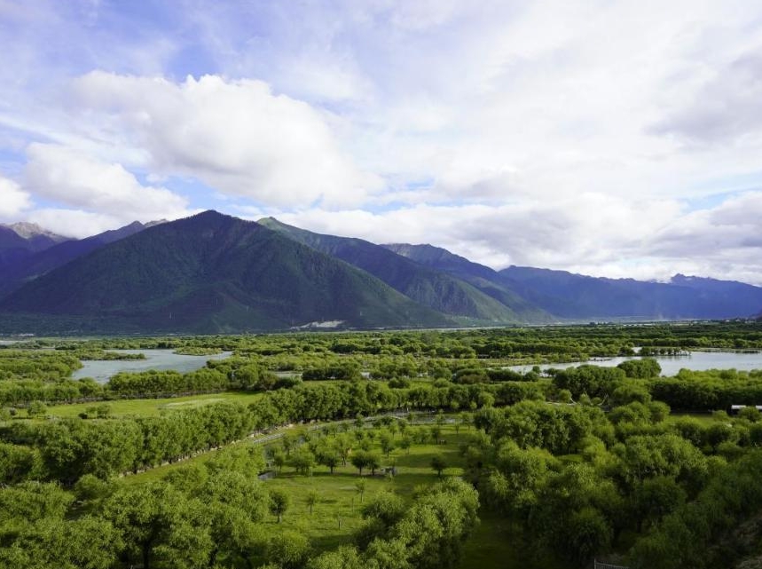 植树造林，守护绿色家园