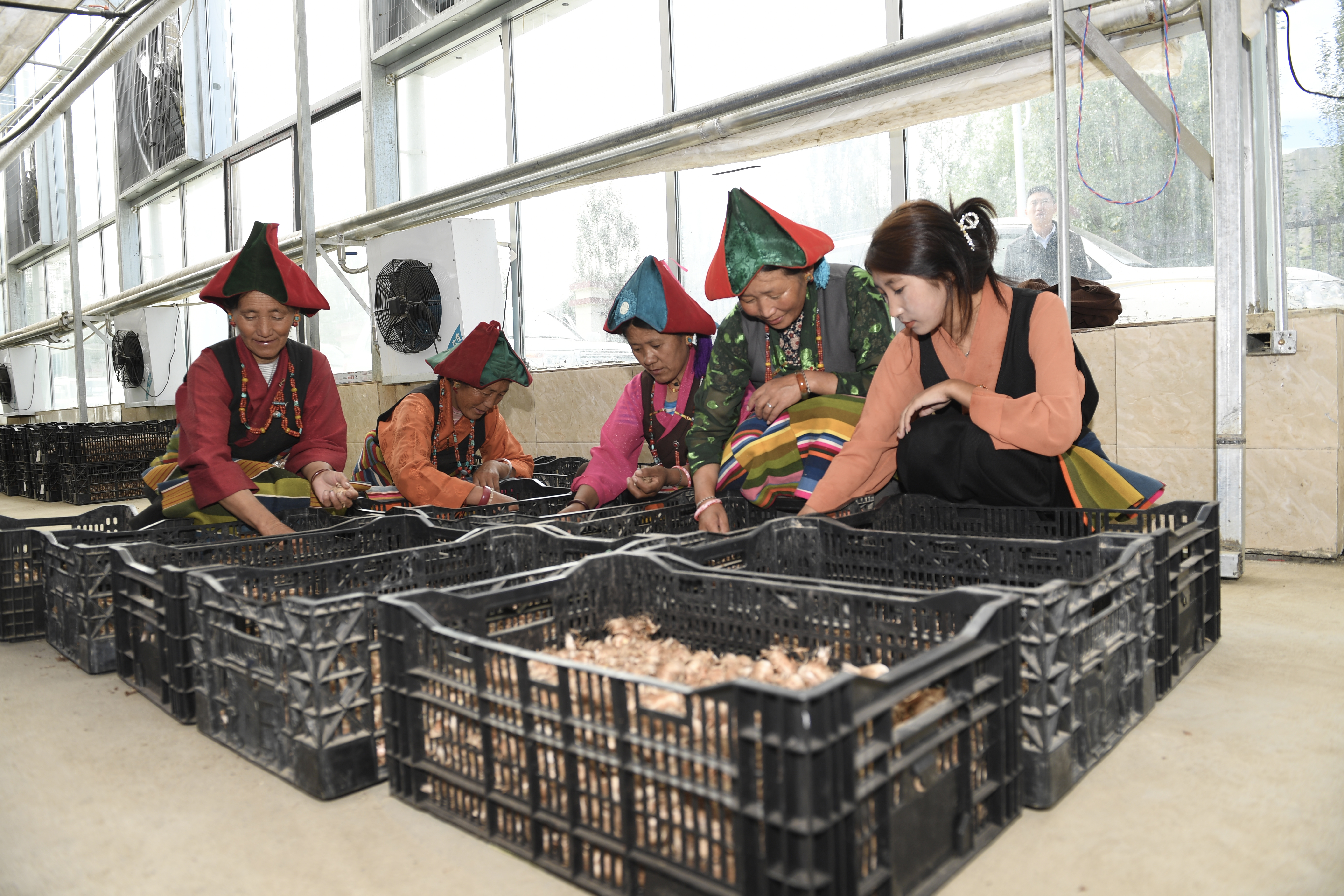 藏红花 “安家”日喀则