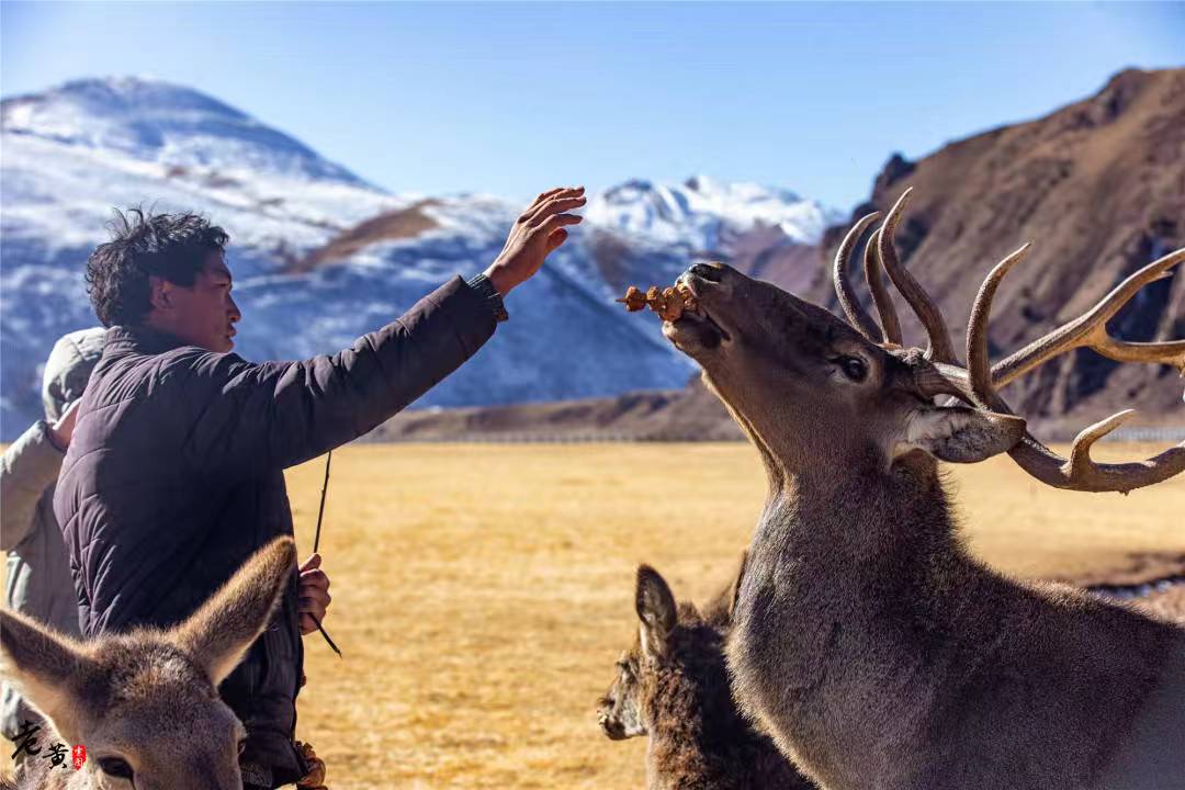 千里追寻守鹿人 恪守初心方始终