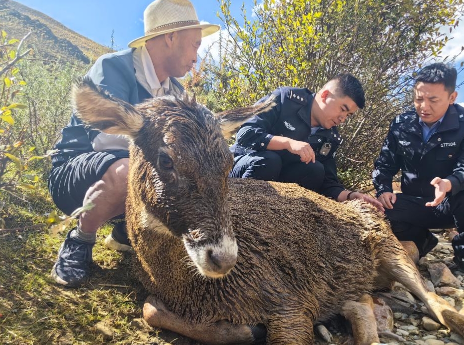 西藏拉萨：救援马鹿