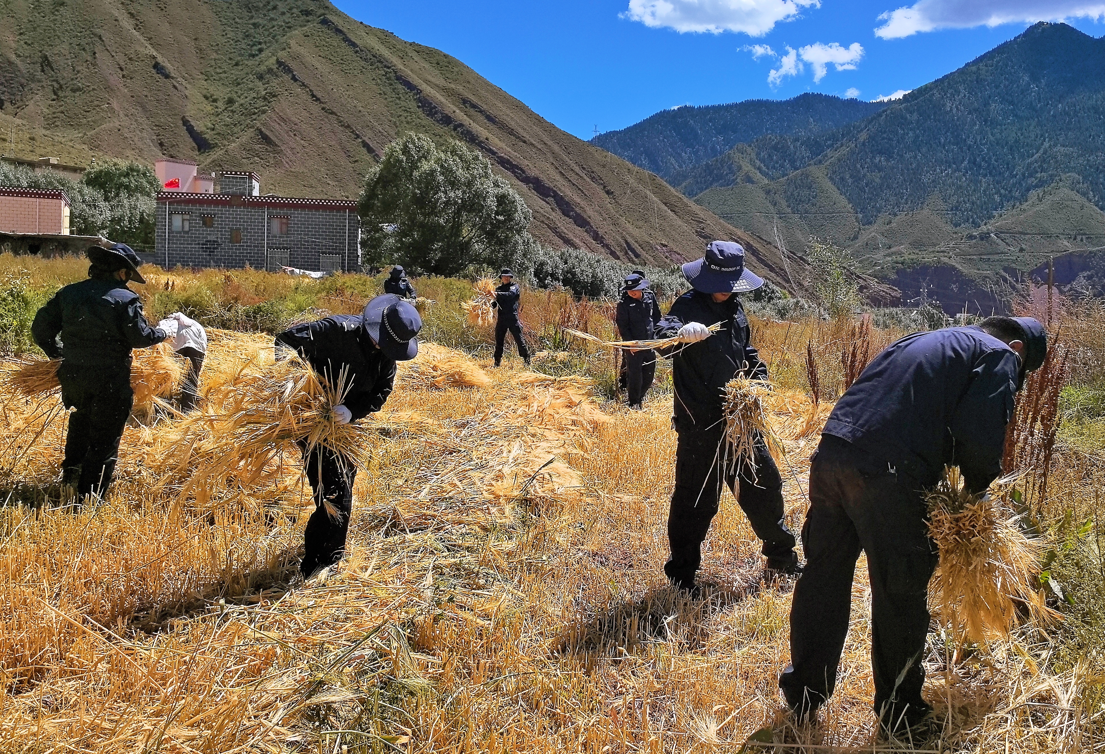 田间地头 助农秋收