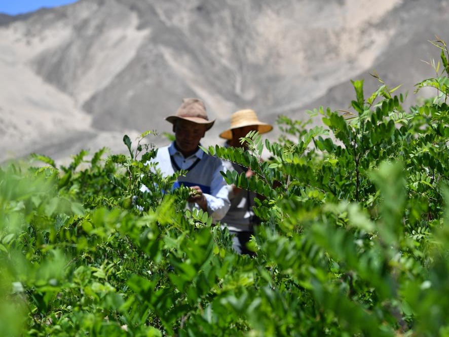  雅江边的“绿色长城”