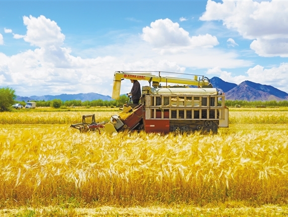 “稞”粒飘香 筑牢粮仓