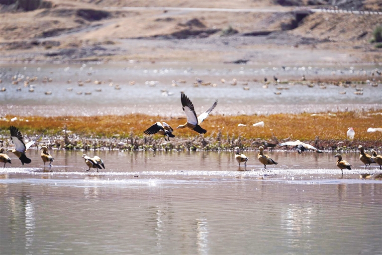 越冬之旅 今年首批黑颈鹤飞抵拉萨
