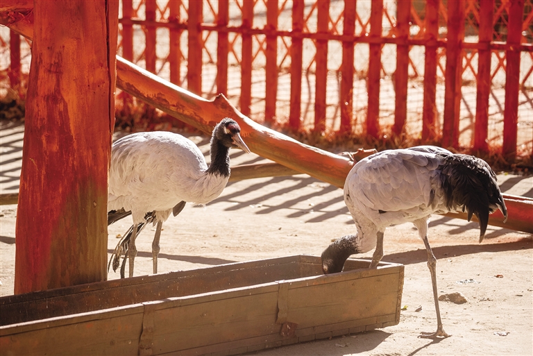 实地探访：曲水动物园动物们如何温暖过冬
