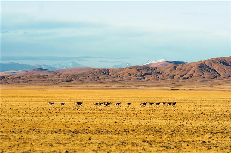 传播藏医药文化 村医阿杰吉美的心愿