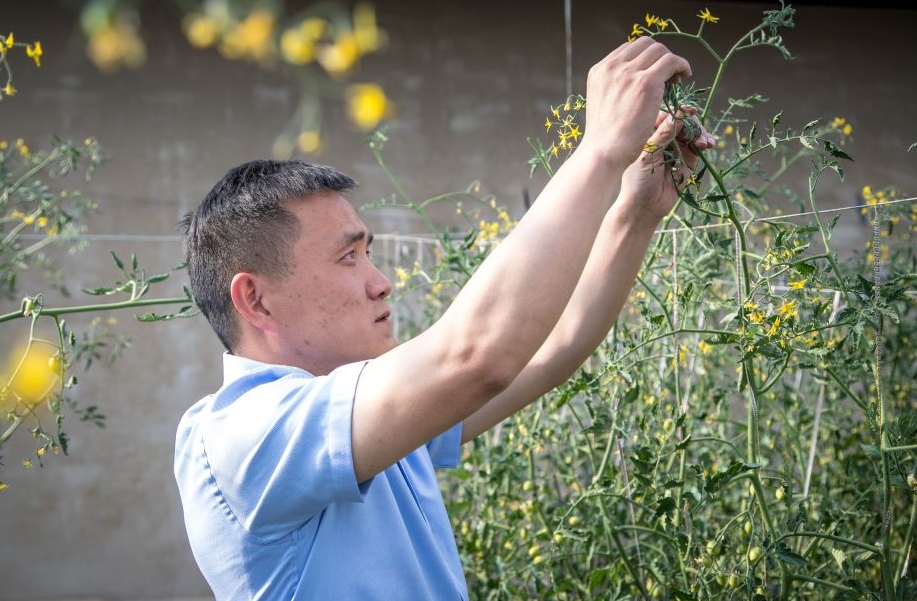陕西援藏干部成功探索高原果蔬种植侧记