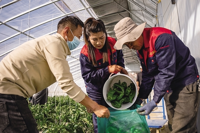 拉萨智能化大棚“绿意浓” 冬季蔬菜销路旺