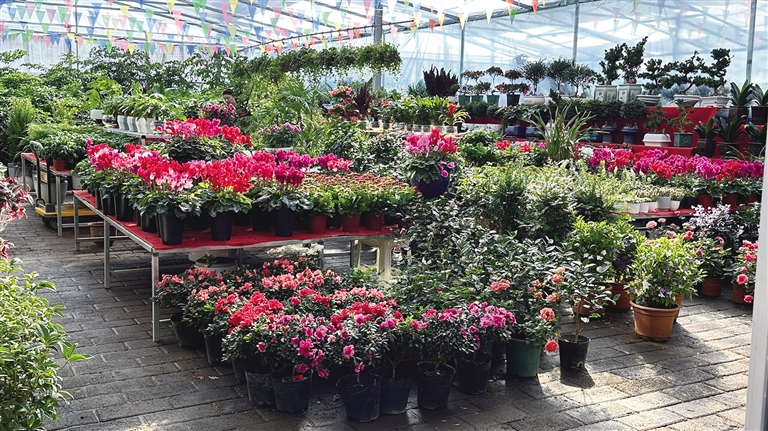 颜值寓意双在线 拉萨年宵花市场火热升温