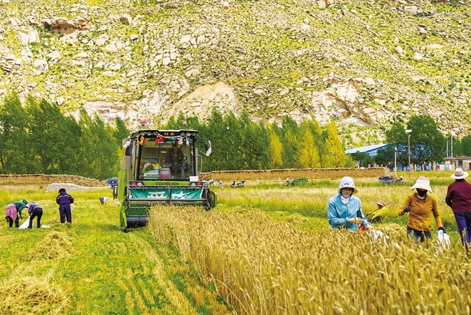 “丰”景好 2024年西藏粮食产量达112.9万吨