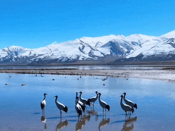 节气里的大美西藏丨今日惊蛰