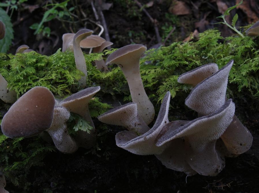 青藏高原发现两个真菌新物种