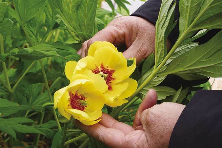 科技耕耘 播种希望