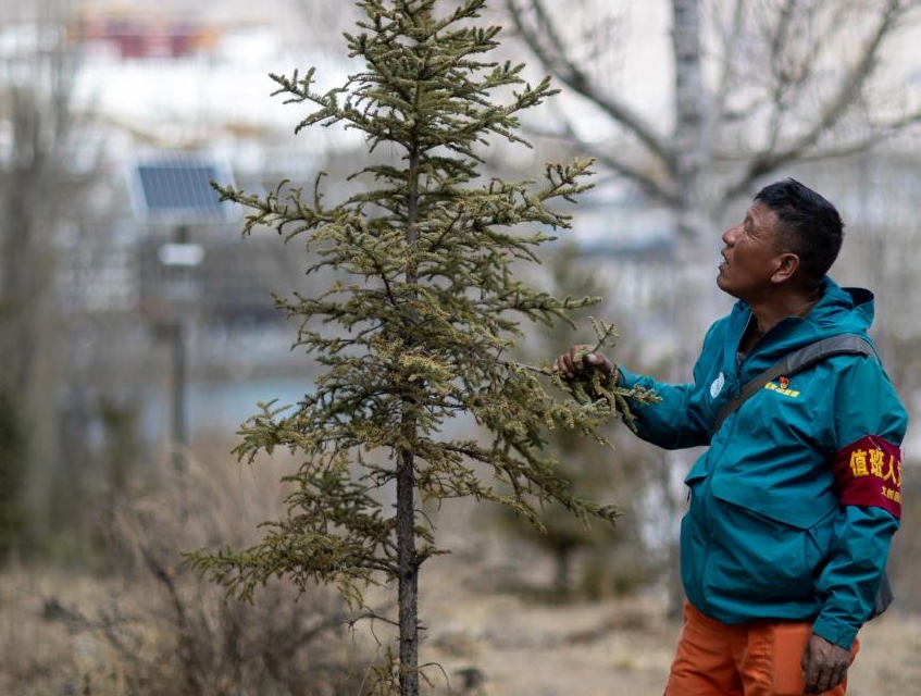 扎西曲培:守山护林十三载 见证荒山变森林