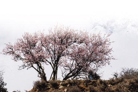 春日西藏“赏花经济”焕新文旅活力