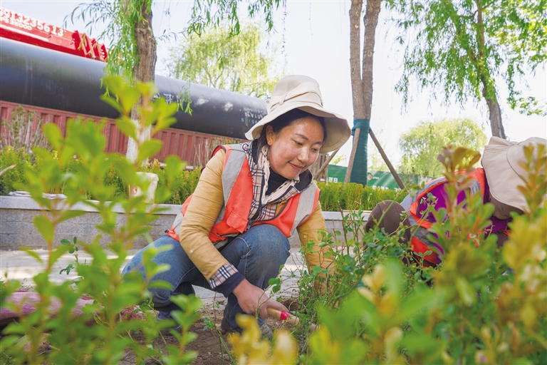 拉萨市区亮化绿化工程预计6月30日完工