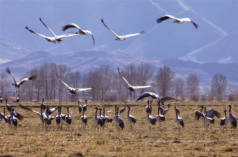 在世界屋脊见证生命奇迹