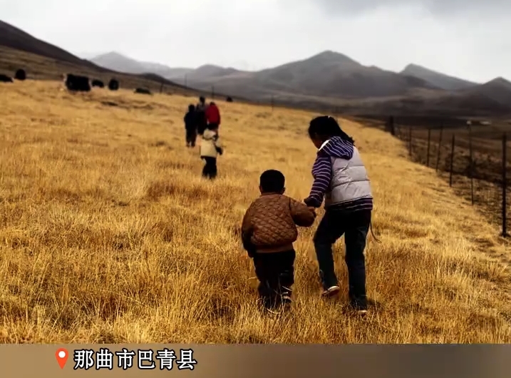 牧区孩子欢喜迎接新生小牛