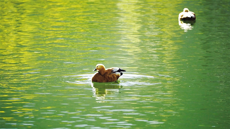 拉鲁湿地与初夏撞个满怀