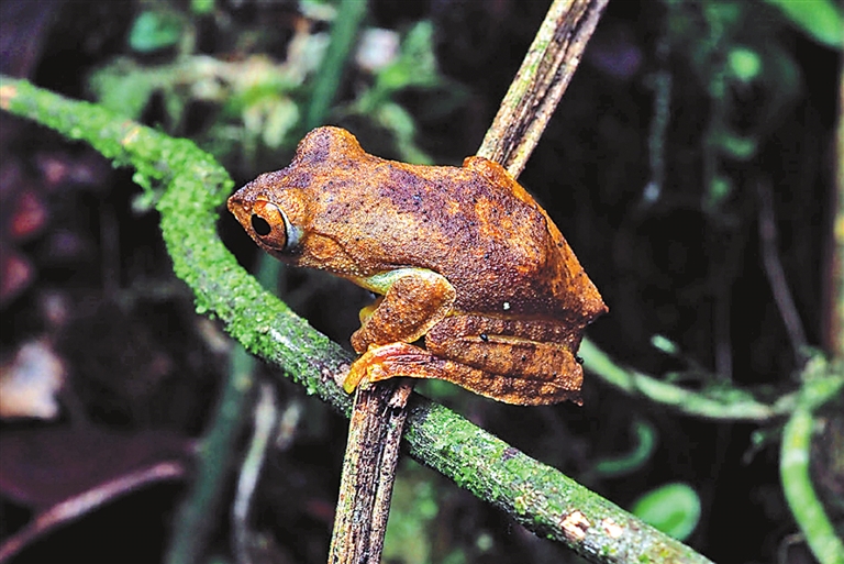 林芝市墨脱县发现树蛙新种