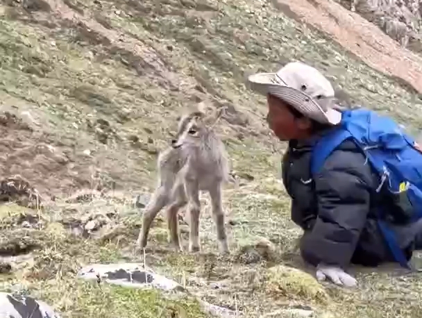 小动物和小朋友同框，温馨溢出屏幕