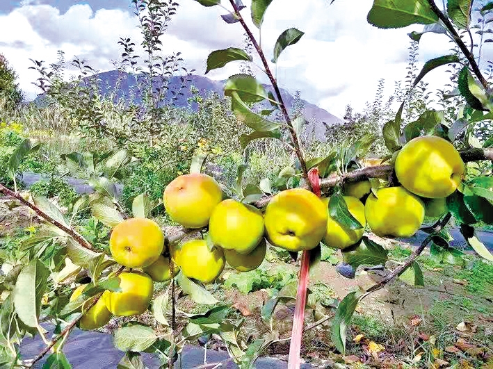 钻研技术破难题 助力果园焕生机